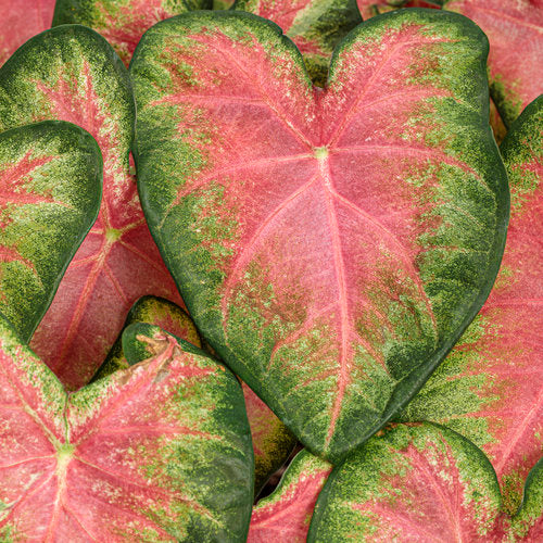 Caladium Rose Glow Pink