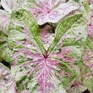 Caladium Sea Foam Pink