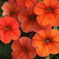 Calibrachoa Cabaret Orange