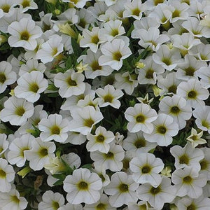 Calibrachoa Cabaret White