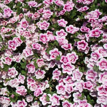 Calibrachoa Minifamous Uno Double PinkTastic