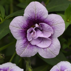 Calibrachoa Minifamous Uno Double PlumTastic