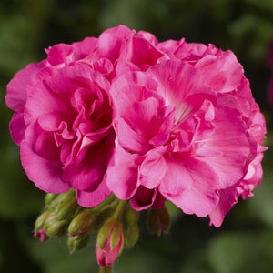 Geranium Ivy Calliope Large Pink HB