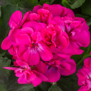 Geranium Ivy Calliope Dark Pink