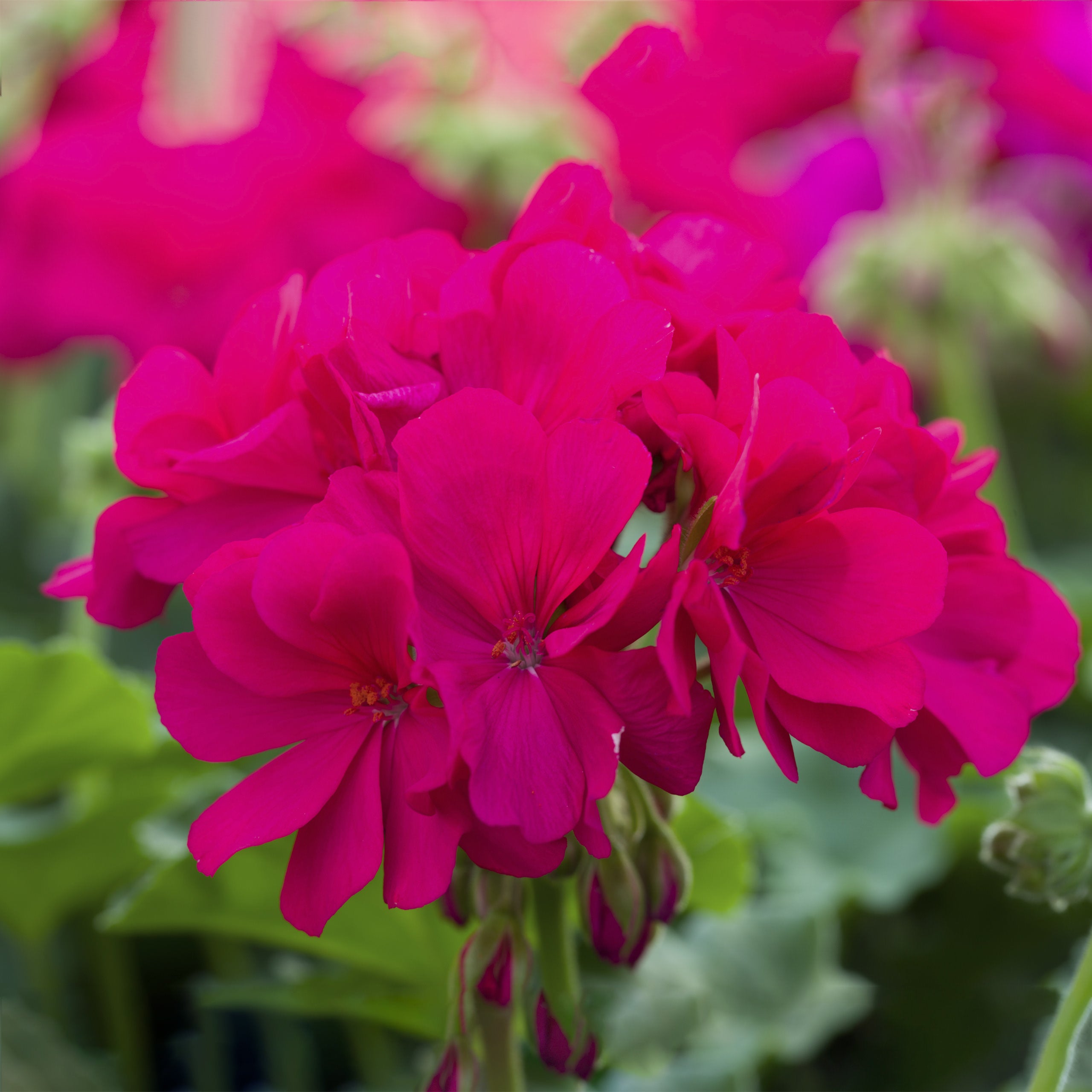 Geranium Ivy Calliope Violet