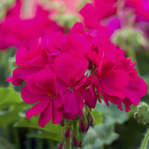 Geranium Ivy Calliope Violet