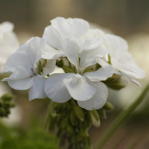 Geranium Ivy Calliope White