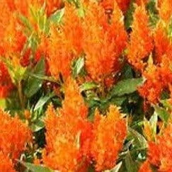 Celosia Fresh Look Orange