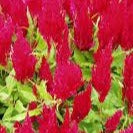 Celosia Fresh Look Red