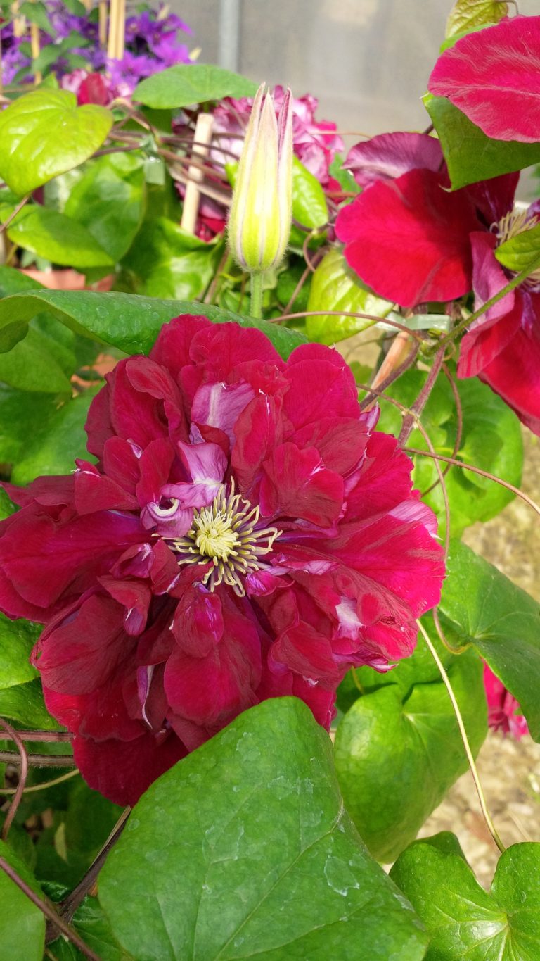 Clematis - Charmaine