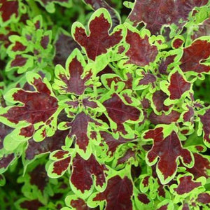 Coleus Inky Fingers