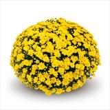Chrysanthemum 'Conaco Yellow'