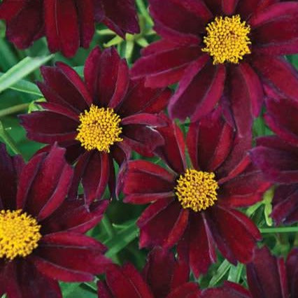 Coreopsis 'Mercury Rising'