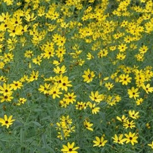 Coreopsis tripteris 'Flower Tower' Giant Tickseed