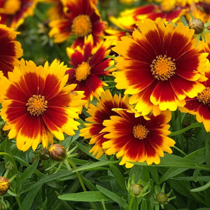 Coreopsis 'Uptick Gold and Bronze'