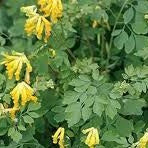 Corydalis lutea Yellow Corydalis