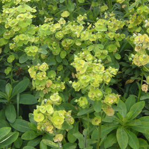 Euphorbia amygdaloides 'Craigieburn' Wood Sedge