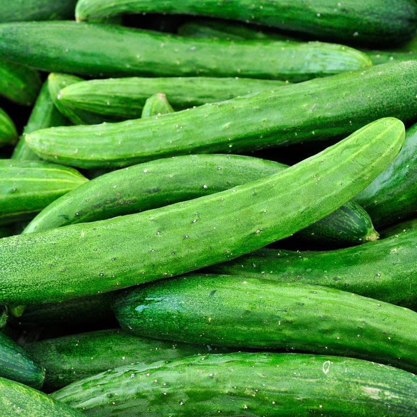 Cucumber Armenian Burpless