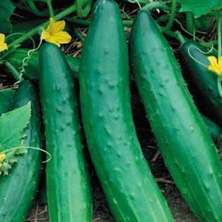 Cucumber Burpless