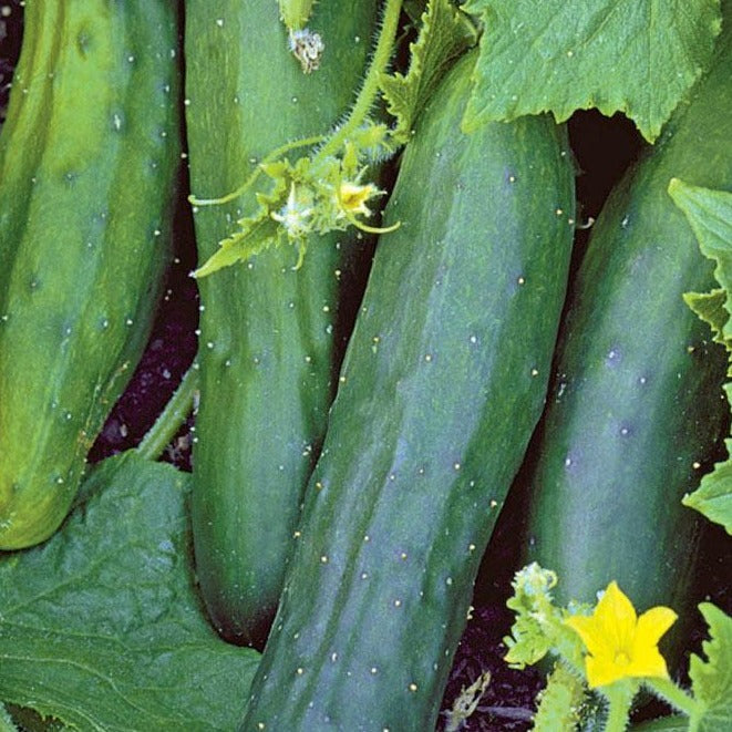 Cucumber MarketMore