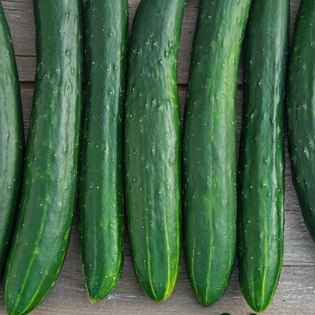 Cucumber Tasty Green