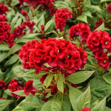 Celosia Twisted Red