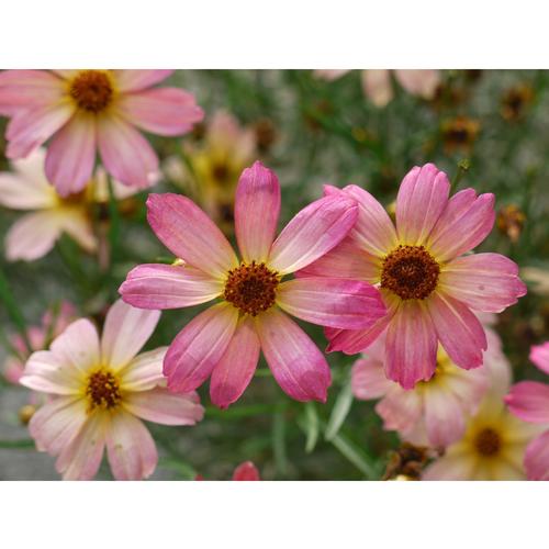 Coreopsis - Permathread Shades of Rose