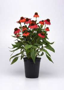 Echinacea - Artisan Red Ombre