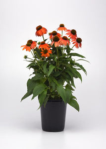 Echinacea - Artisan Soft Orange