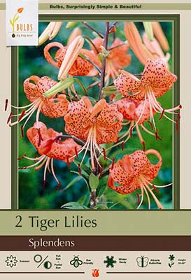 Lilium Tigrinum (Tiger Lily) - Splendens