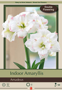 Amaryllis Amadeus