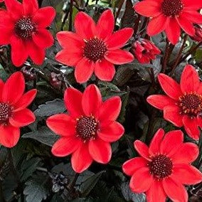 Dahlia Dark Angel Pulp Fiction