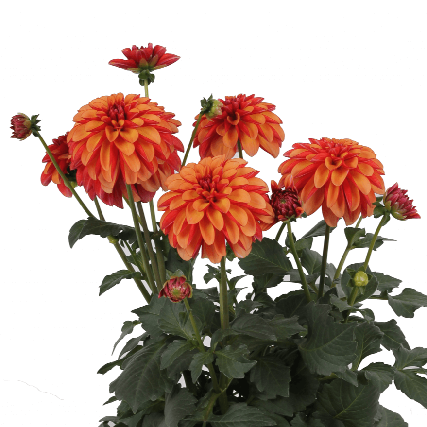 Dahlia Labella Grande Deep Orange