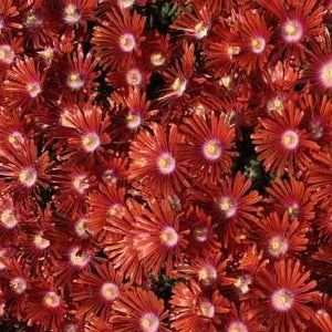 Delosperma Red Mountain Flame Hardy Ice Plant