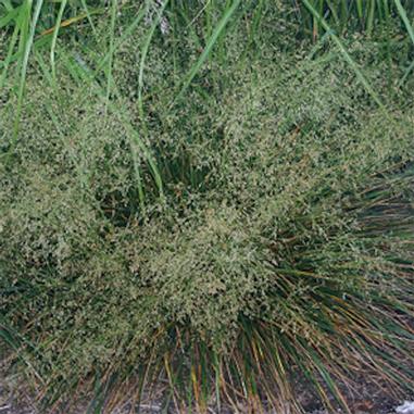 Deschampsia cespitosa 'Goldtau' Golden Dew Tufted Hair Grass