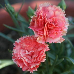 Dianthus Orange Bling Bling