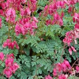 Dicentra 'King of Hearts' Bleeding Heart
