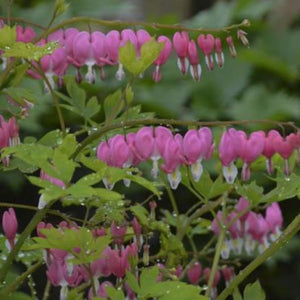 Dicentra spectabilis 3/5