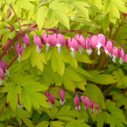 Dicentra spectabilis 'Gold Heart' Bleeding Heart