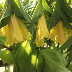 Disporum flavum Yellow Fairy Bells