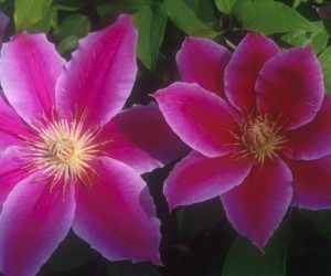 Clematis - Dr. Ruppel