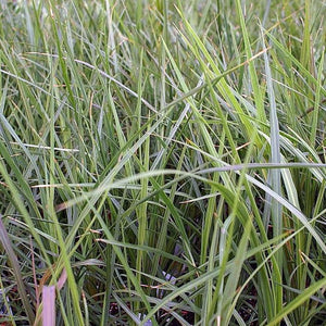 grass dracaena spike Dracaena indivisa 'Spike' – Vern Goers Greenhouse