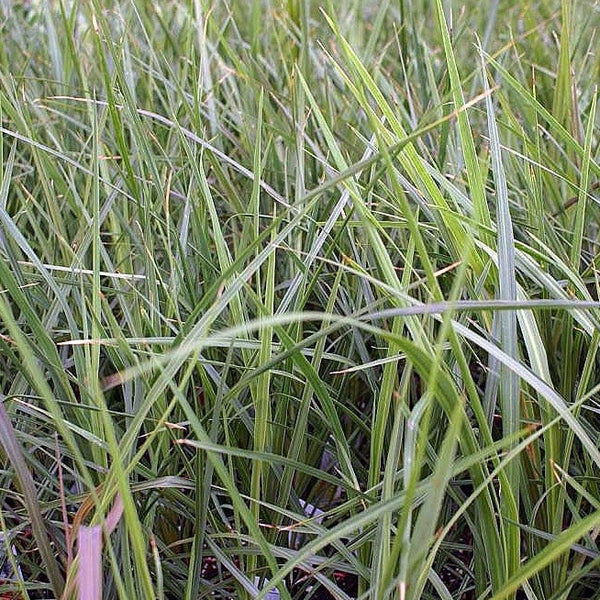 Dracaena indivisa 'Spike' – Vern Goers Greenhouse