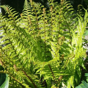 Dryopteris affinis Golden-scaled Male Fern