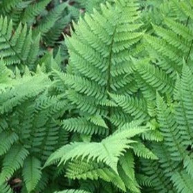 Dryopteris intermedia Fancy Fern – Vern Goers Greenhouse