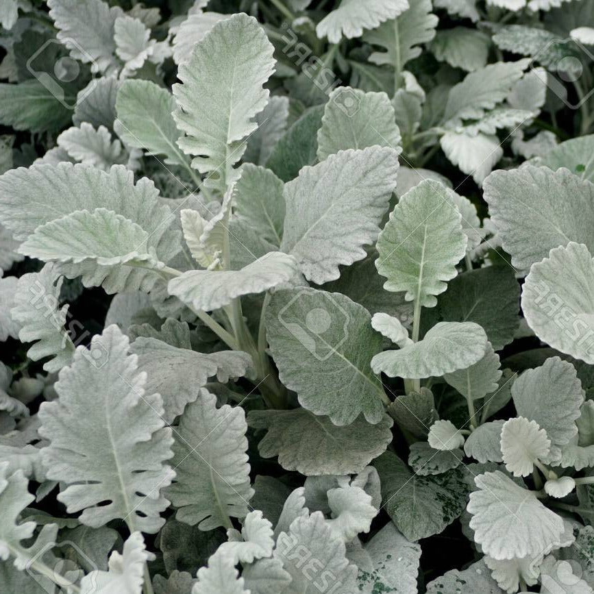 Dusty Miller Cirrus