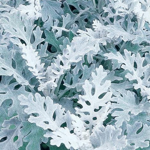 Dusty Miller Silverdust