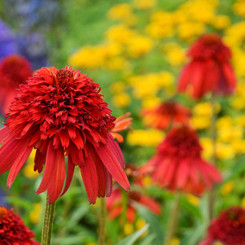 Echinacea 'Hot Papaya' Coneflower