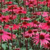 Echinacea 'Solar Flare' Coneflower