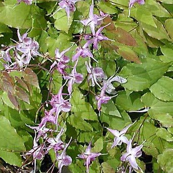 Epimedium grandiflorum 'Lilafee'